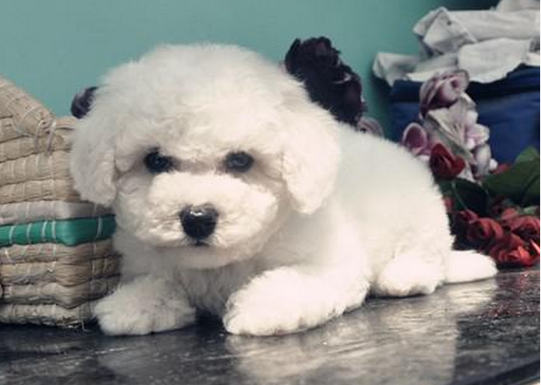 比熊犬